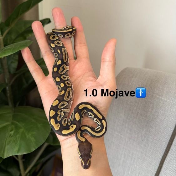 งูบอลไพธอน Ball Python ‘26