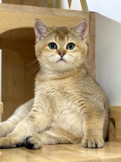 หนุ่มน้อยบริติซ ชอทเเฮร์ รูปที่ 4
