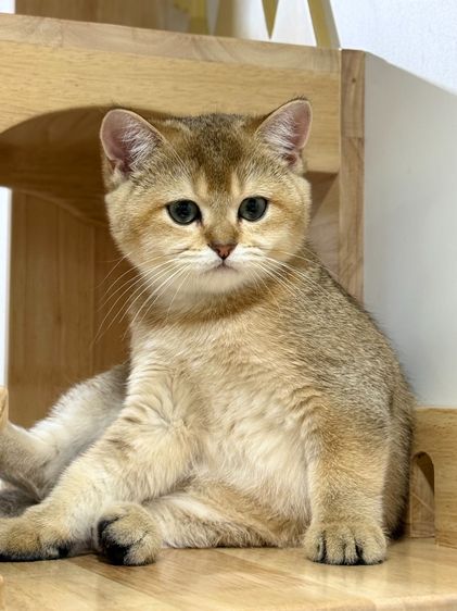 หนุ่มน้อยบริติซ ชอทเเฮร์ รูปที่ 2