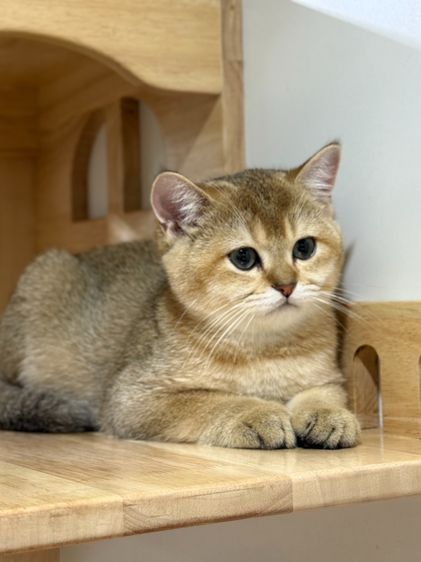 หนุ่มน้อยบริติซ ชอทเเฮร์ รูปที่ 11