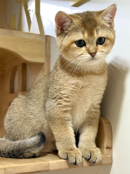 หนุ่มน้อยบริติซ ชอทเเฮร์ รูปที่ 5