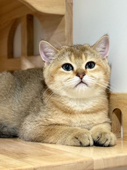 หนุ่มน้อยบริติซ ชอทเเฮร์ รูปที่ 8