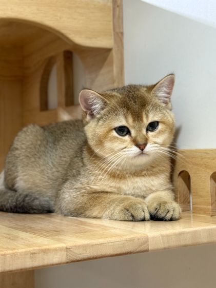 หนุ่มน้อยบริติซ ชอทเเฮร์ รูปที่ 10