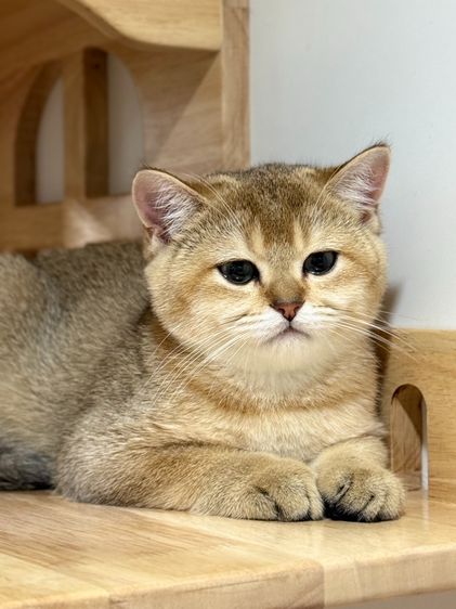 หนุ่มน้อยบริติซ ชอทเเฮร์ รูปที่ 9