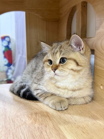 BritishShorthair รูปที่ 15