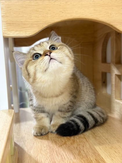 BritishShorthair รูปที่ 10