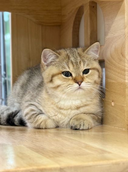 BritishShorthair รูปที่ 16