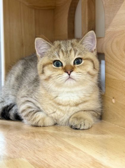 BritishShorthair