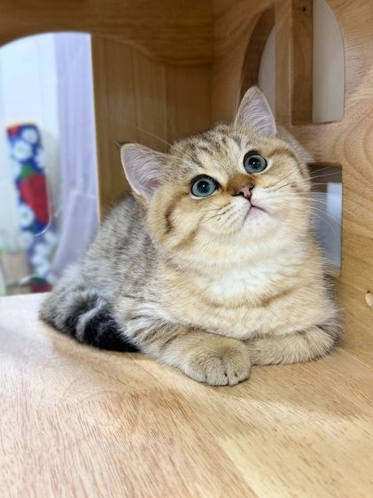 BritishShorthair รูปที่ 14