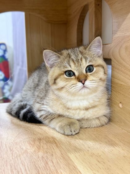 BritishShorthair รูปที่ 13