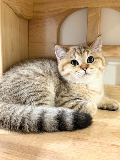 BritishShorthair รูปที่ 5