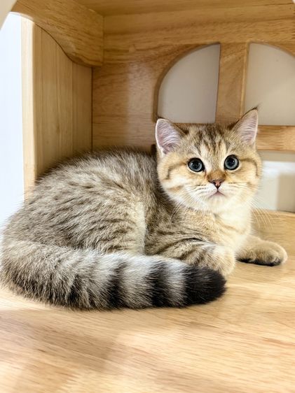 BritishShorthair รูปที่ 4