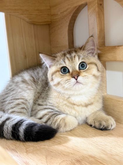 BritishShorthair รูปที่ 17