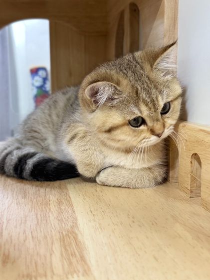 BritishShorthair รูปที่ 9