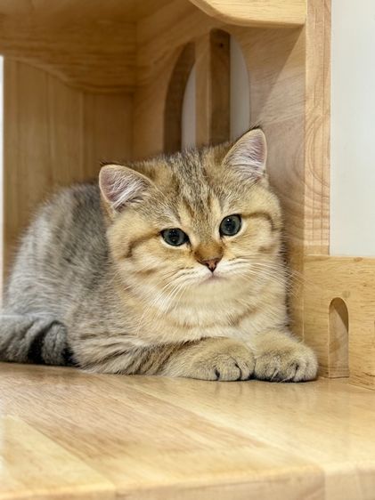 BritishShorthair รูปที่ 6
