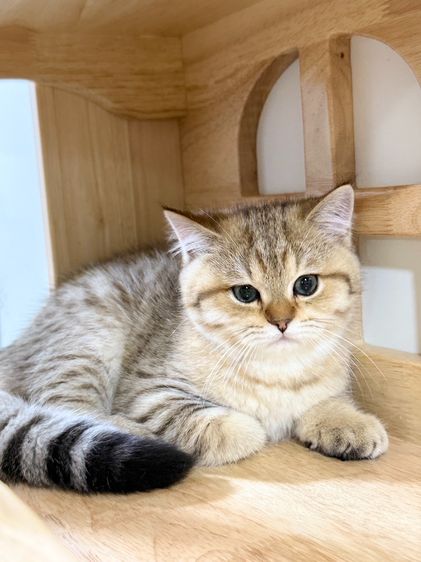 BritishShorthair รูปที่ 2
