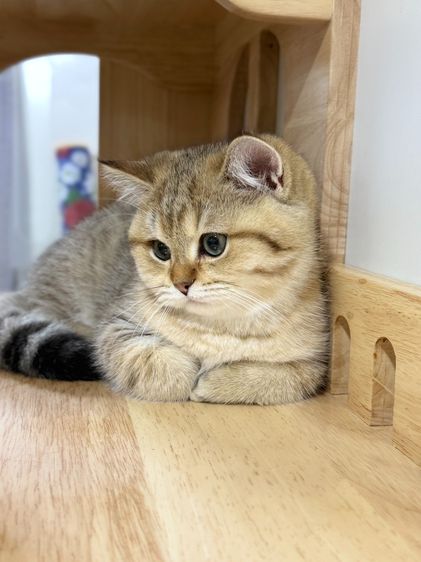 BritishShorthair รูปที่ 8