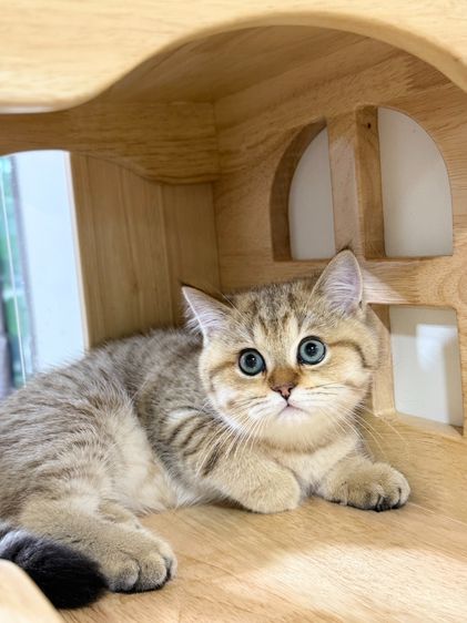 BritishShorthair รูปที่ 7