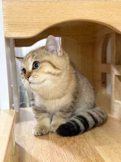 BritishShorthair รูปที่ 11