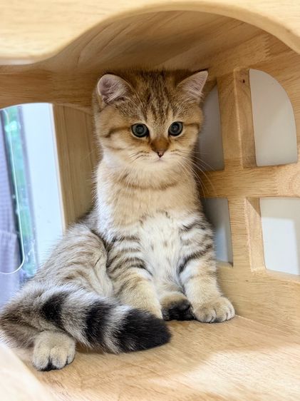 BritishShorthair รูปที่ 3