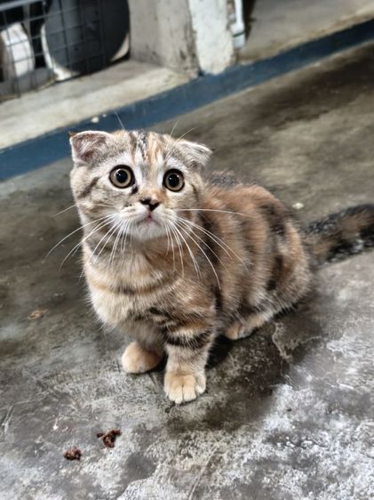 สก็อตติช โฟลด์ (Scottish Fold) scottish ขาสั้น ผญ ขนสั้นหูพับ