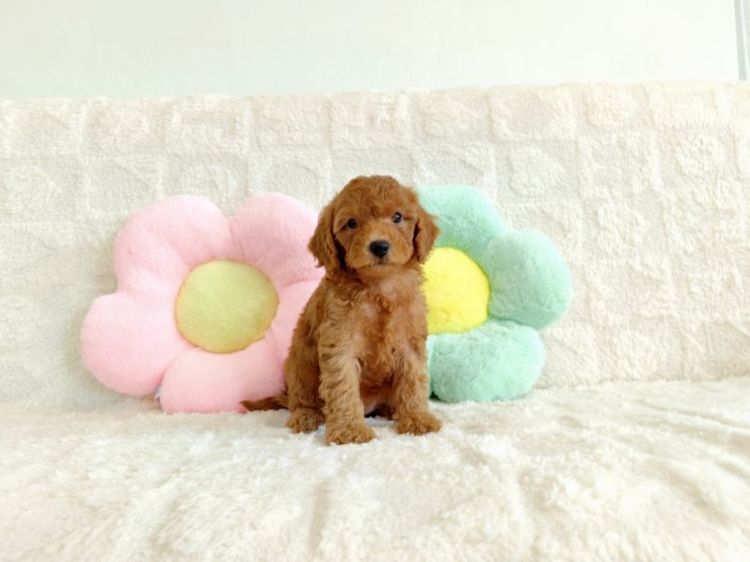 MiniaTure Poodle Male Female รูปที่ 10