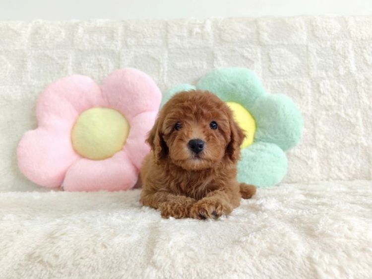 MiniaTure Poodle Male Female รูปที่ 13