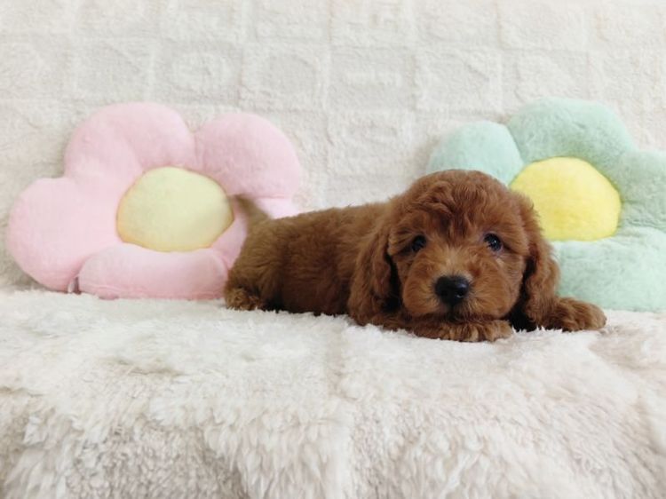 MiniaTure Poodle Male Female รูปที่ 6