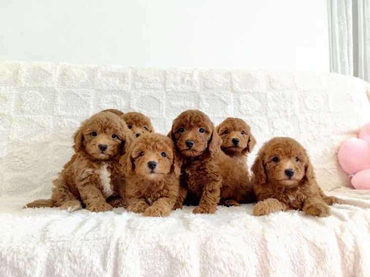 MiniaTure Poodle Male Female รูปที่ 2