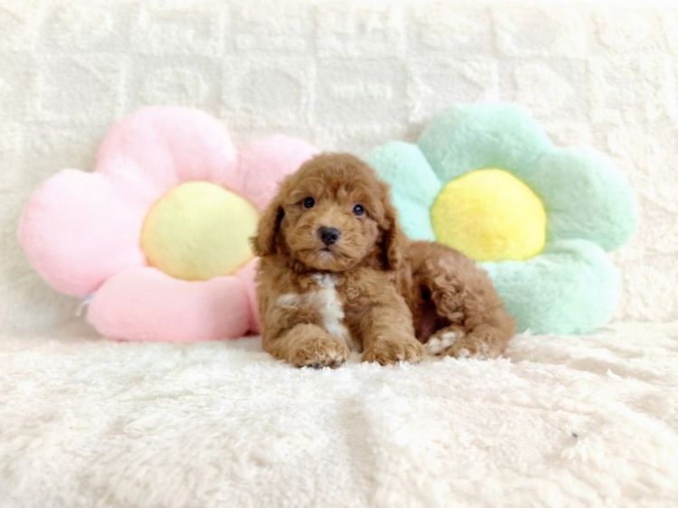 MiniaTure Poodle Male Female รูปที่ 5