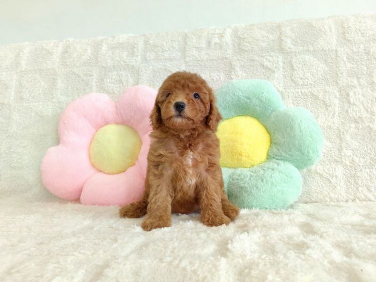 MiniaTure Poodle Male Female รูปที่ 16