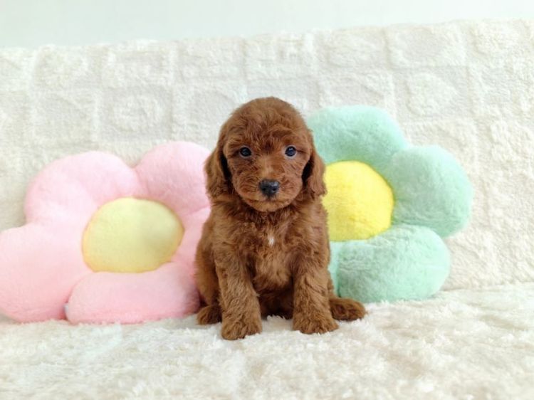 MiniaTure Poodle Male Female รูปที่ 17