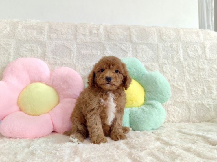MiniaTure Poodle Male Female รูปที่ 4