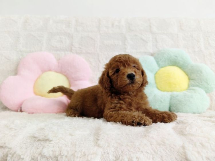 MiniaTure Poodle Male Female รูปที่ 7