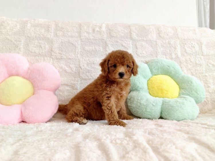 MiniaTure Poodle Male Female รูปที่ 9
