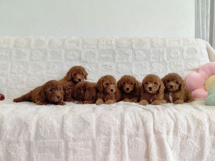 MiniaTure Poodle Male Female รูปที่ 3
