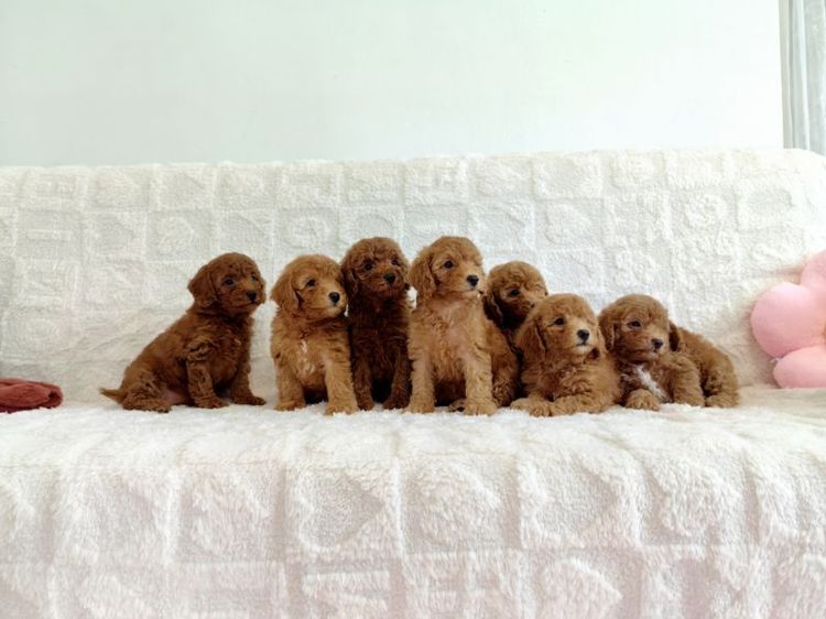 MiniaTure Poodle Male Female