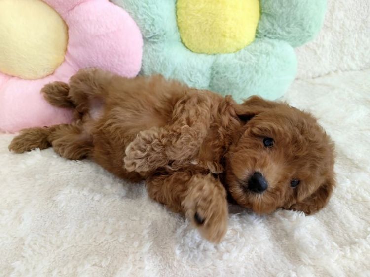 MiniaTure Poodle Male Female รูปที่ 12