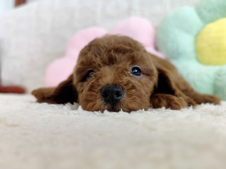 MiniaTure Poodle Male Female รูปที่ 15