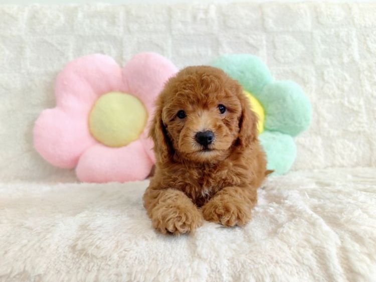 MiniaTure Poodle Male Female รูปที่ 11