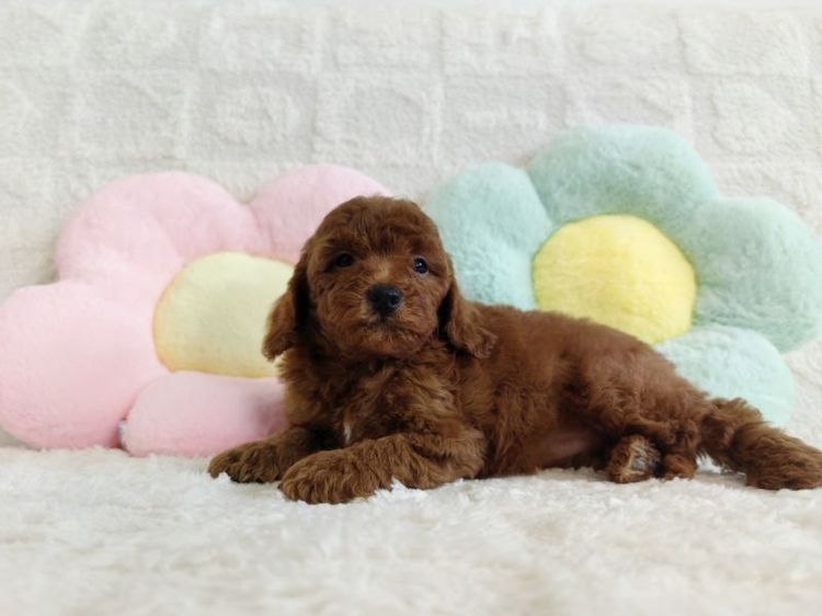 MiniaTure Poodle Male Female รูปที่ 14