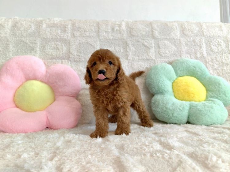 MiniaTure Poodle Male Female รูปที่ 8