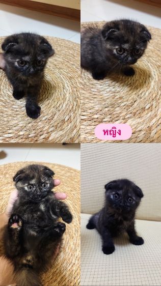 สก็อตติช โฟลด์ (Scottish Fold) แมวสก๊อตติช