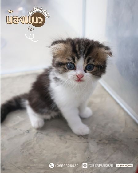 แมวสก๊อตติชโฟลด์ รูปที่ 3