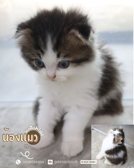 แมวสก๊อตติชโฟลด์ รูปที่ 4