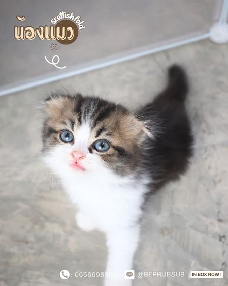 สก็อตติช โฟลด์ (Scottish Fold) แมวสก๊อตติชโฟลด์
