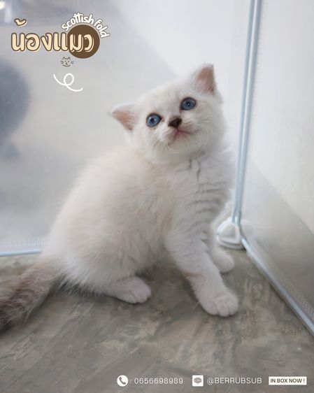 สก็อตติช โฟลด์ (Scottish Fold) แมวสก๊อตติชโฟลด์
