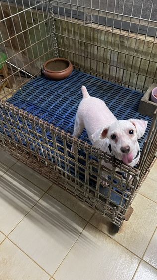 แจกฟรี พุดเดิ้ล มารับเอง