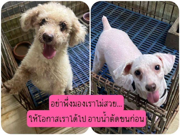 แจกฟรี พุดเดิ้ล มารับเอง รูปที่ 2
