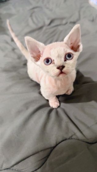 ฟอร์ม Devon Rex